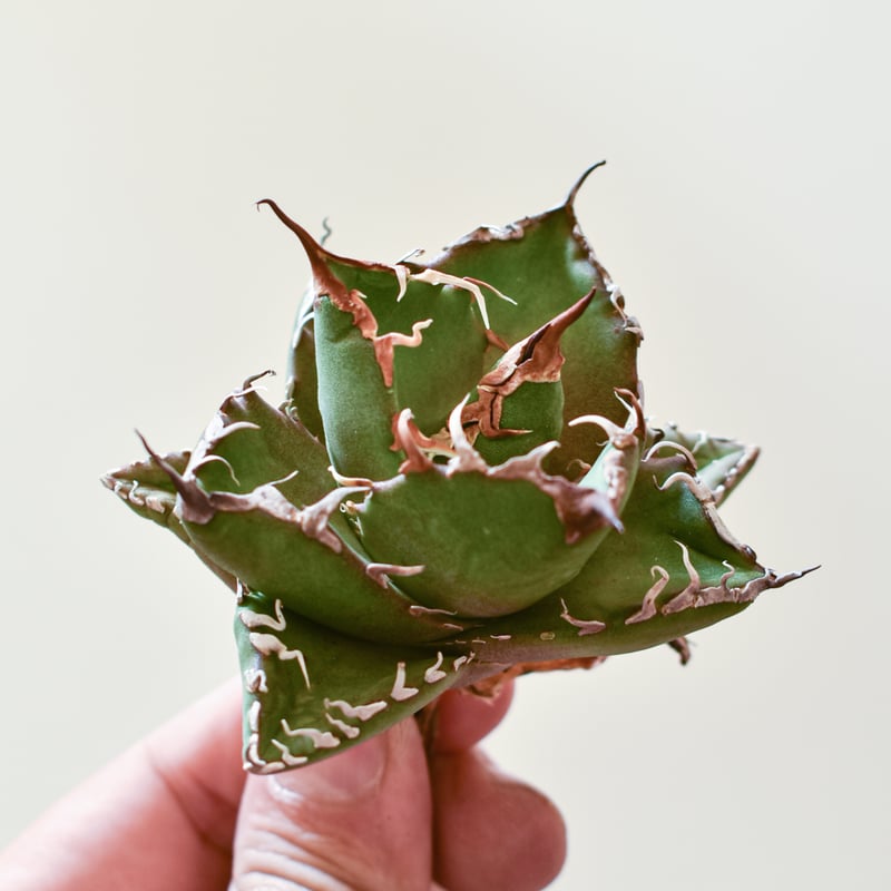 アガベ チタノタ ウルヴァリン / 金剛狼 【台湾 dragon agave産/子株