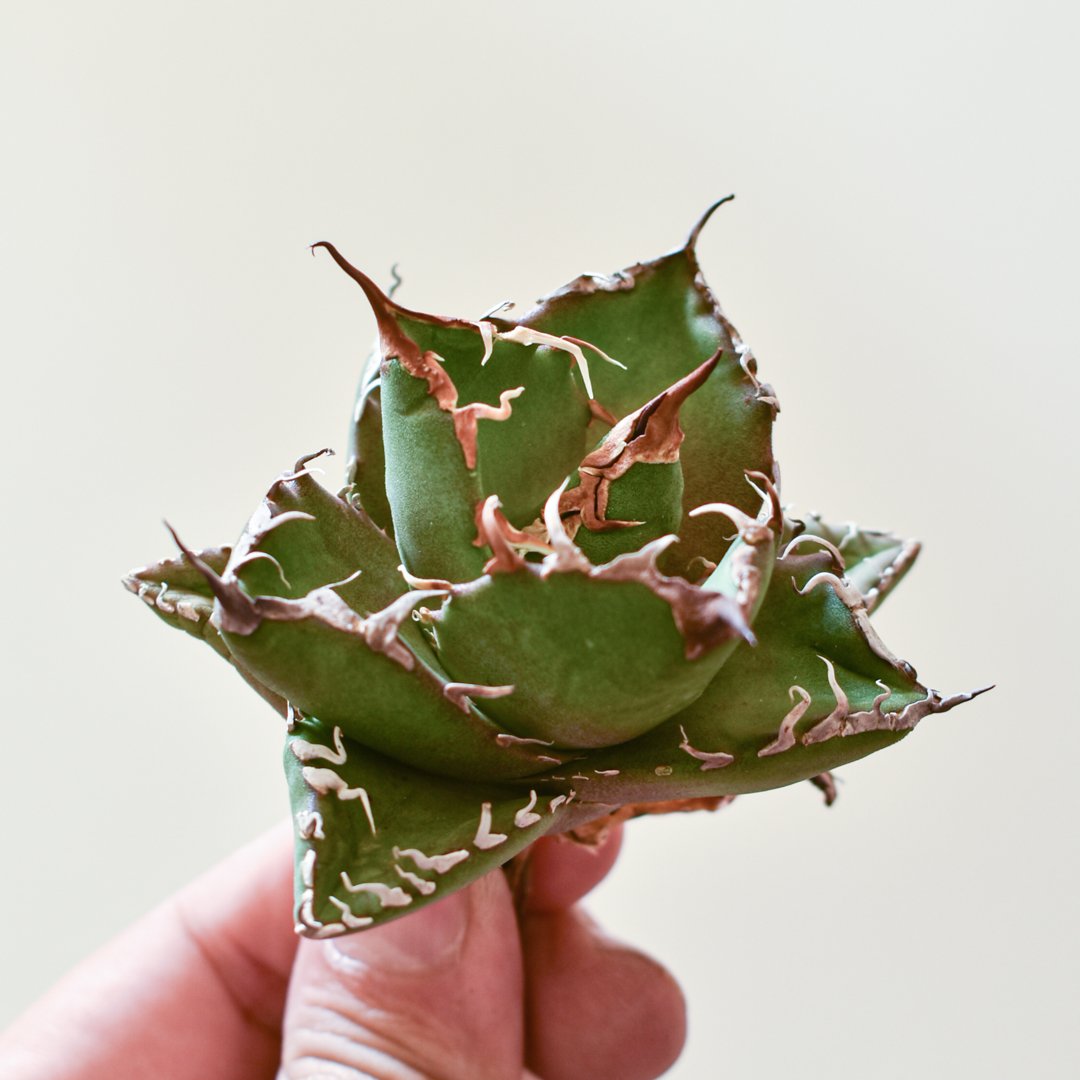 アガベ チタノタ ウルヴァリン / 金剛狼 【台湾 dragon agave産