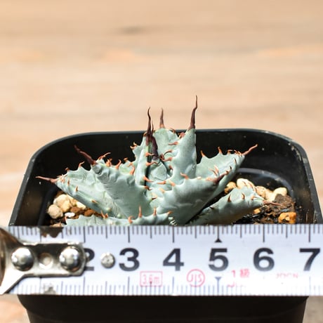 アガベ ハイブリット 日系イシスメンシス×象牙妖炎（陽炎エボリ）【台湾botanical_seeker産】RF25011390