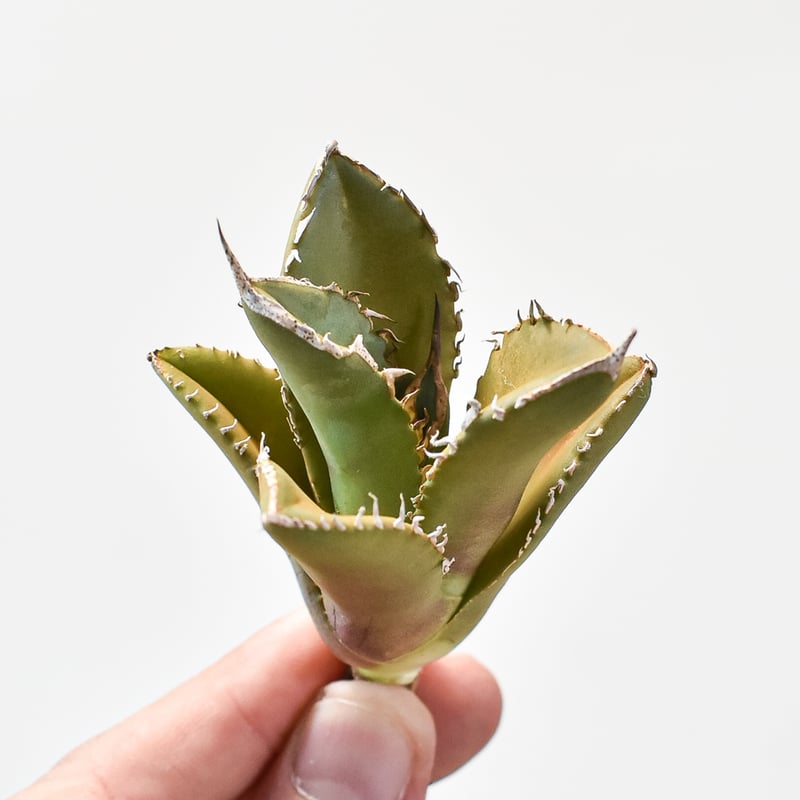 アガベ チタノタ シャークソード 