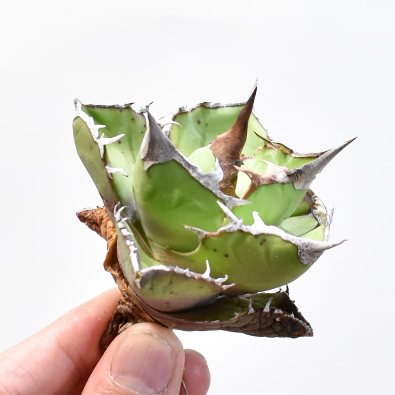 アガベ チタノタ 