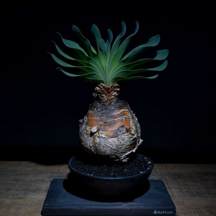 ケ*ロ様 ブーファン ハエマンソイデス ブーファン ハエマンソイデス（発根済み）RF22146 | RAFLUM / ラフラム