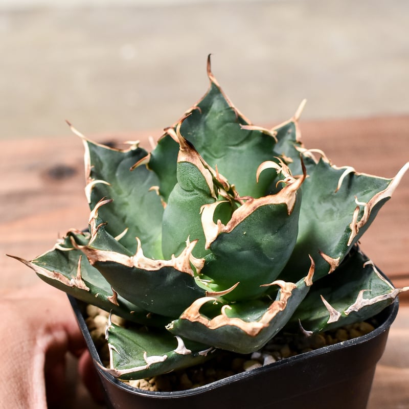 アガベ チタノタ 