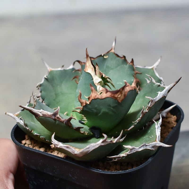 アガベ チタノタ 