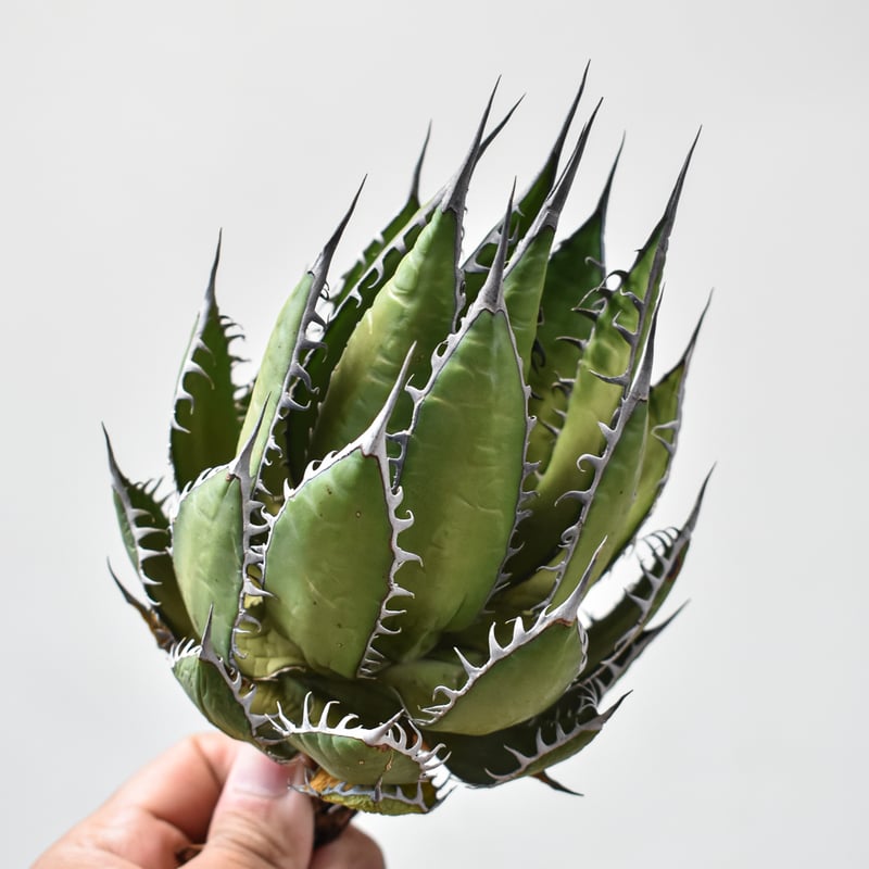 アガベホリダ極上株　Agave horrida No.AHRD007 アガベ ホリダ 