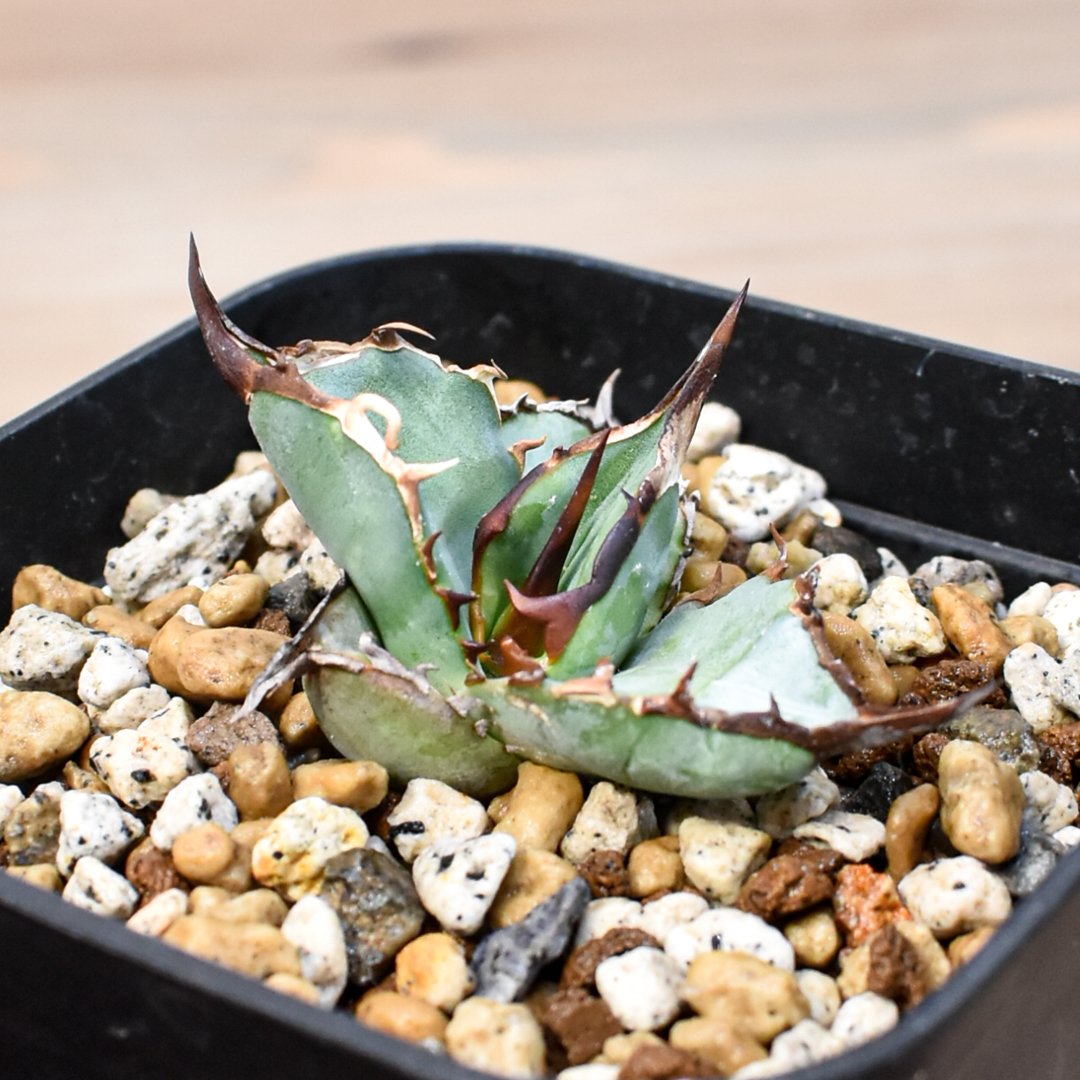 台湾 dennis産 白焔 子株付agave titanota