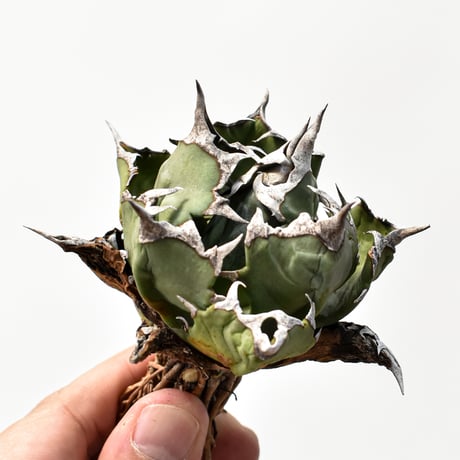 オアハカオテロイ | STORES