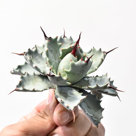 アガベ ハイブリット アメリカ白銀甲蟹(美系白銀)×象牙妖炎【台湾botanical_seeker産/選抜株】RF25011802