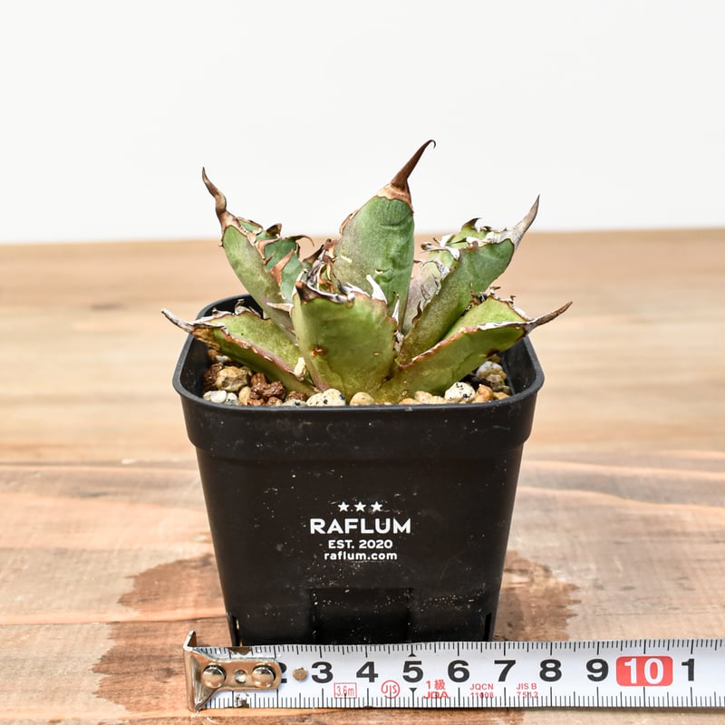 アガベ チタノタ チーター 