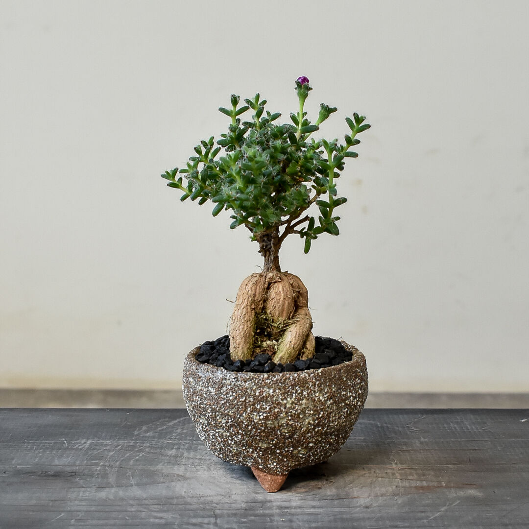 トリコディアデマ ブルボスム 