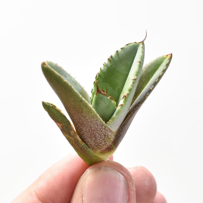 アガベ チタノタ 