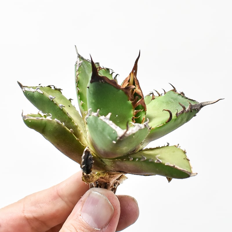 アガベ チタノタ ゼウス 