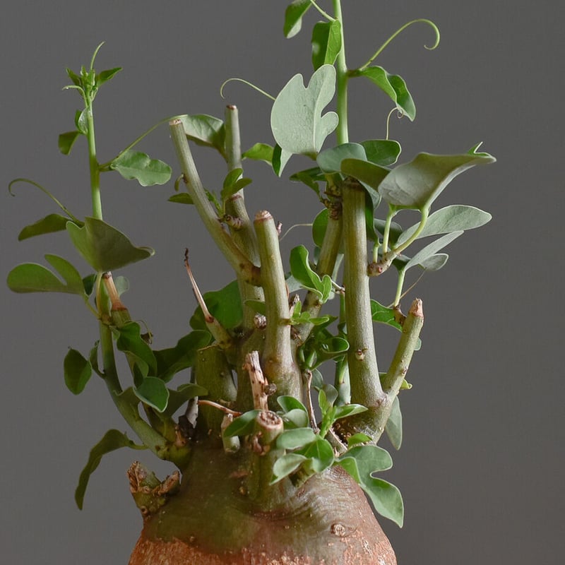 アデニアスピノーサ【人気急上昇！！希少なこんもり株を厳選しての販売