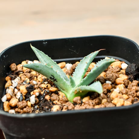アガベ ハイブリット "魅子" (特白肌怒雷神×血妖) 【台湾botanical_seeker産】B RF25011429