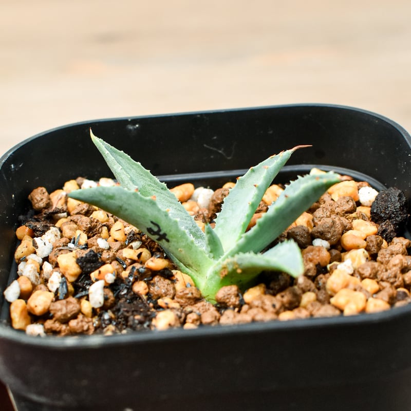 アガベ ハイブリット 