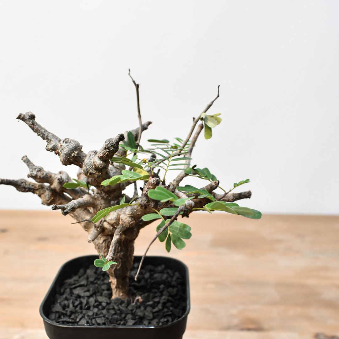 センナ メリディオナリス RFHK25011489 | RAFLUM / ラフラム｜東京、