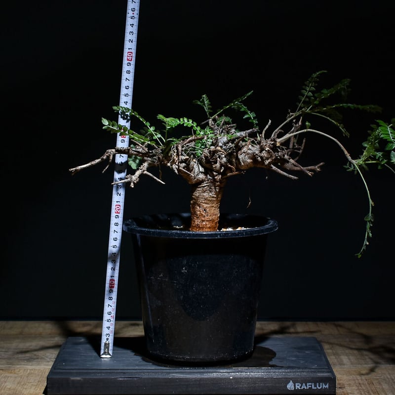 ボスウェリア ネグレクタ（発根済み）RF22427 | RAFLUM / ラフラム