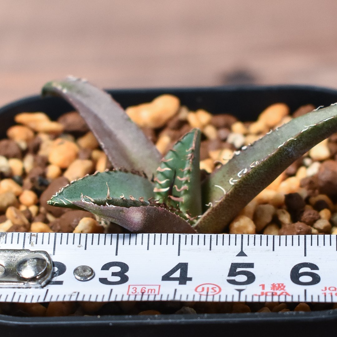 アガベ マスタードシャーク子株 第四種速達便抜き苗発送 【公式通販】