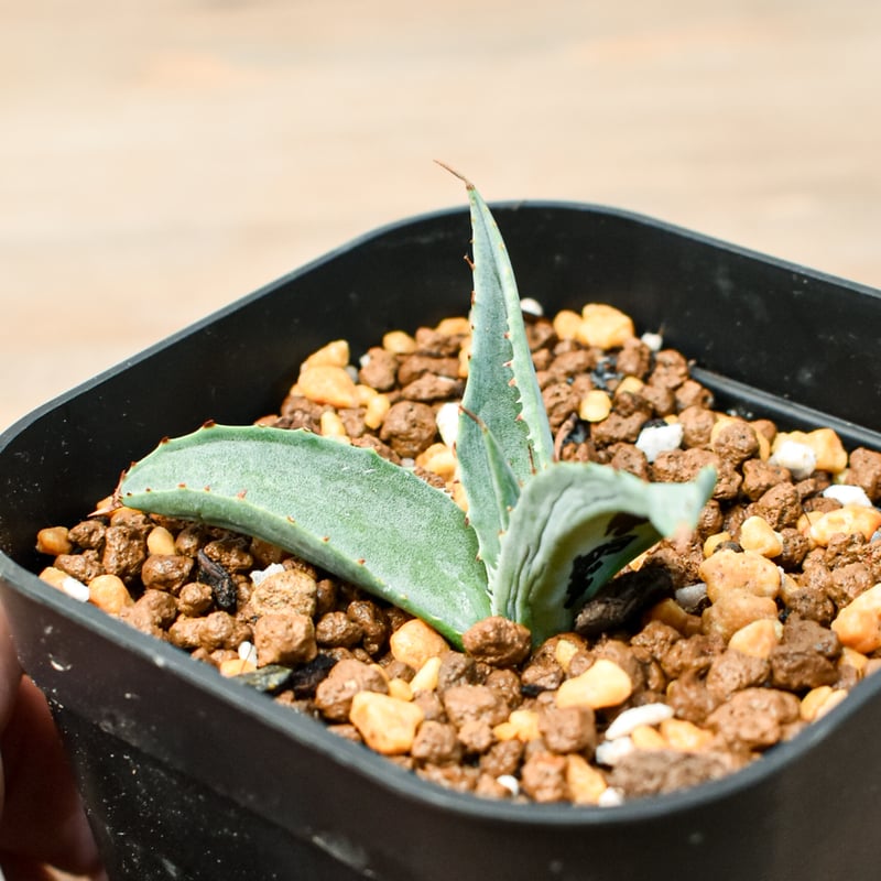 アガベ 特白肌怒雷神×笹の雪 台湾HYB Agave Hybrid 特白肌怒雷神X 笹
