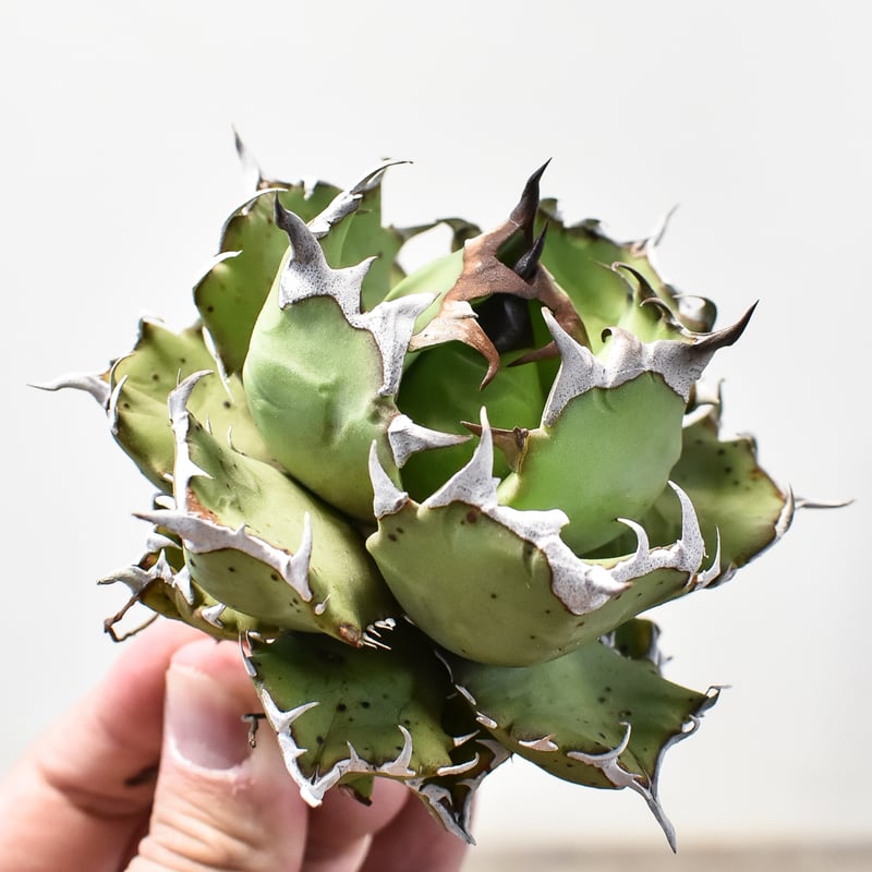 アガベ チタノタ ドワーフ / 姫厳竜 