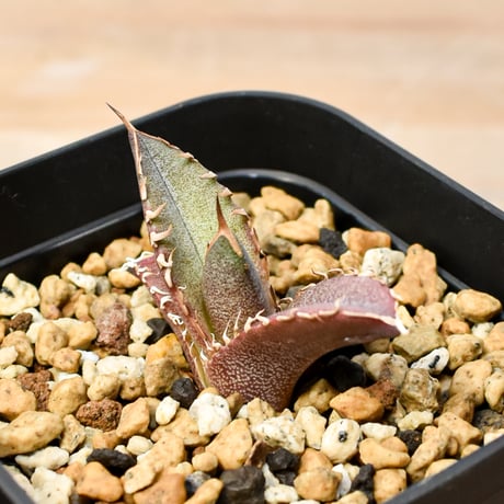 【RAFLUM育成株 5個セット】アガベ Mexico oteroi seeding / オテロイ実生 メキシコ産  【RAFLUM産/実生/子株】E