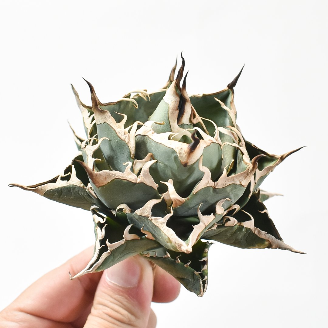 8月31日までの出品です。　アガベチタノタ　ハデス　コレクション株 8月31日までの出品です。 アガベチタノタ ハデス コレクション株