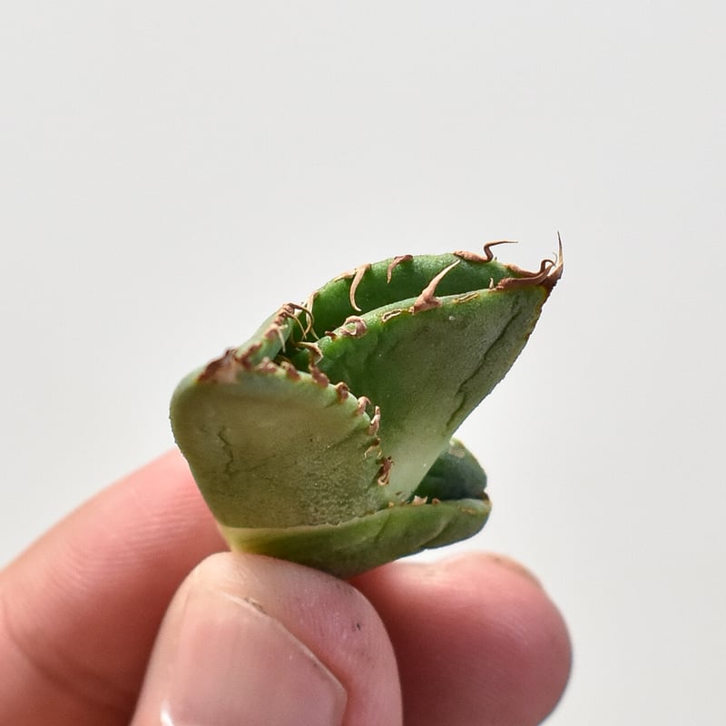 アガベ チタノタ 
