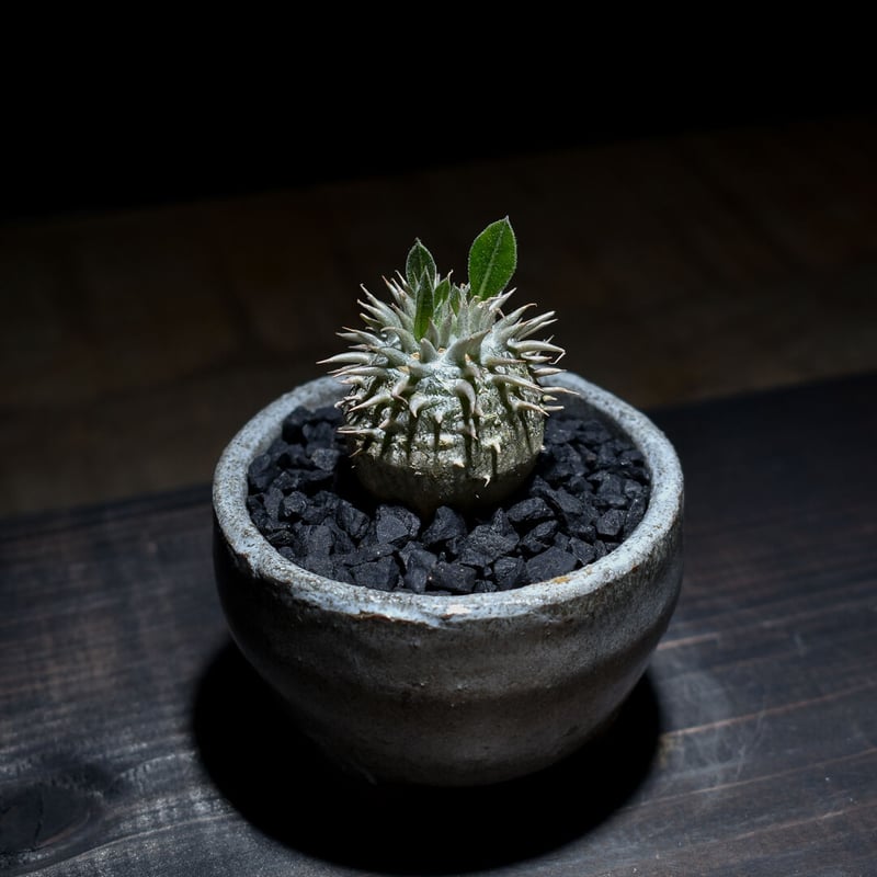 ピ*ー様 PARABIO ラクトデュウ パキポディウム・デンシカウレ 