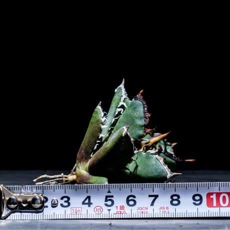 アガベ チタノタ "バックスパイン" レッドキャットウィーズル "背刺赤猫" (抜き苗販売)RF221155