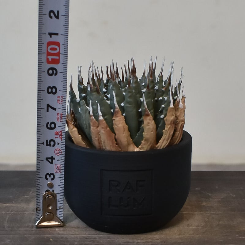 RAFLUM POT LAB. 陶器鉢 アガベ 塊根 新品 RAFLUM POT LAB. 陶器鉢 アガベ 塊根