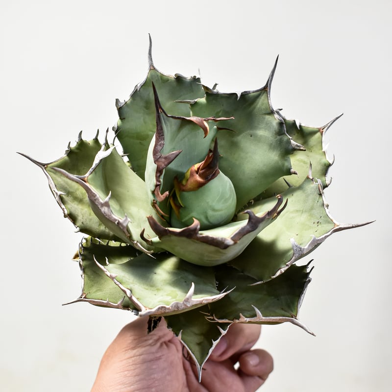 アガベ チタノタ フェニックス 