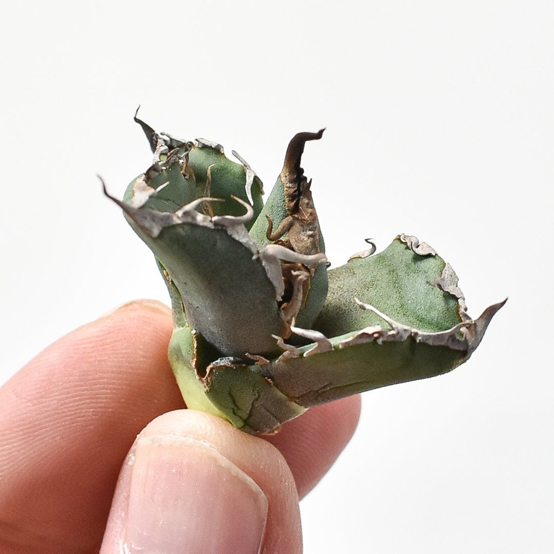 アガベ チタノタ DENNIS020【台湾 dragon agave産/抜き苗/子株】B D