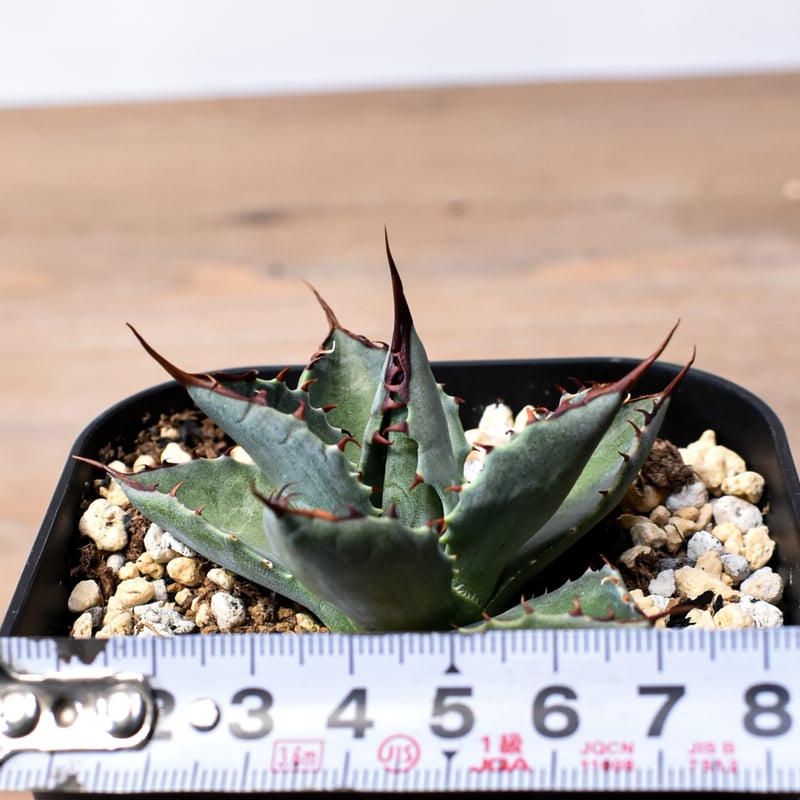 アガベ ハイブリット （パラサナ、イシスメンシス）× 曙光【台湾