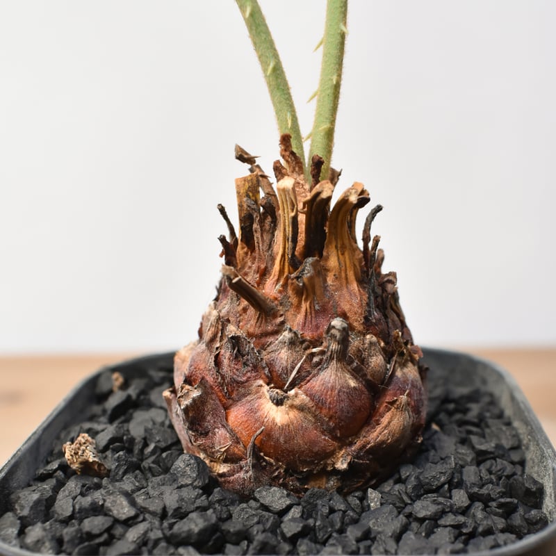 サイカス カイルンシアナ 【実生】RF25011360 | RAFLUM / ラフラム