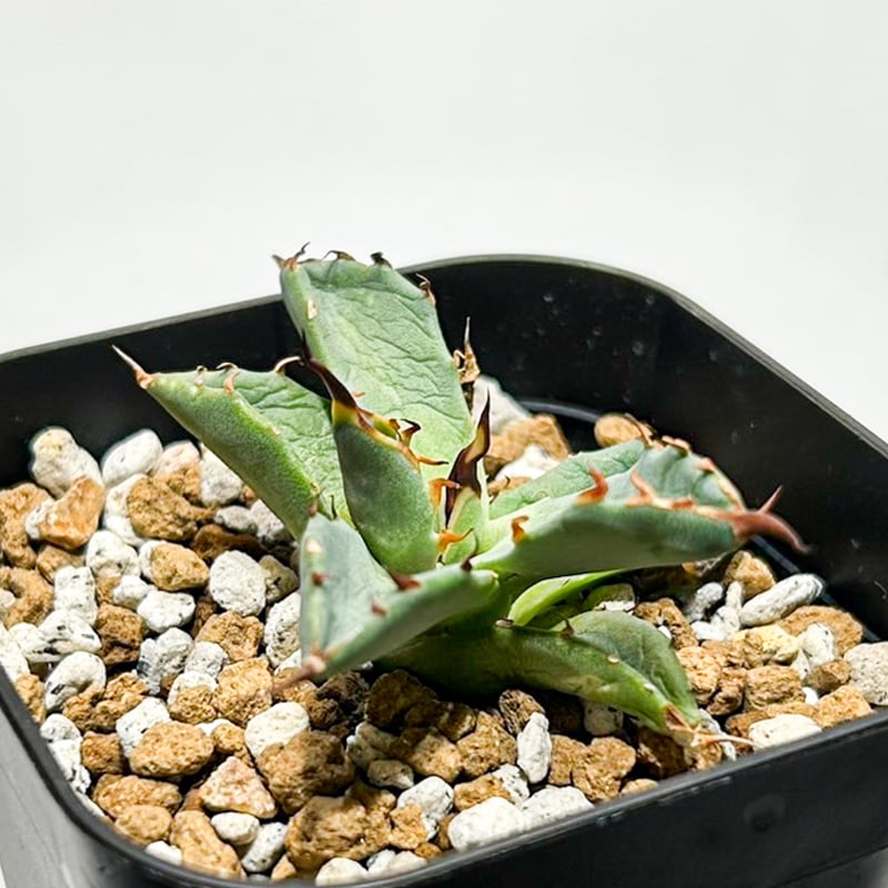 妖炎×黒帝斬　エボリスピナ×ハデス　子株　ハイブリッド　専用 妖炎×黒帝斬 エボリスピナ×ハデス 子株 ハイブリッド 妖炎×黒帝斬