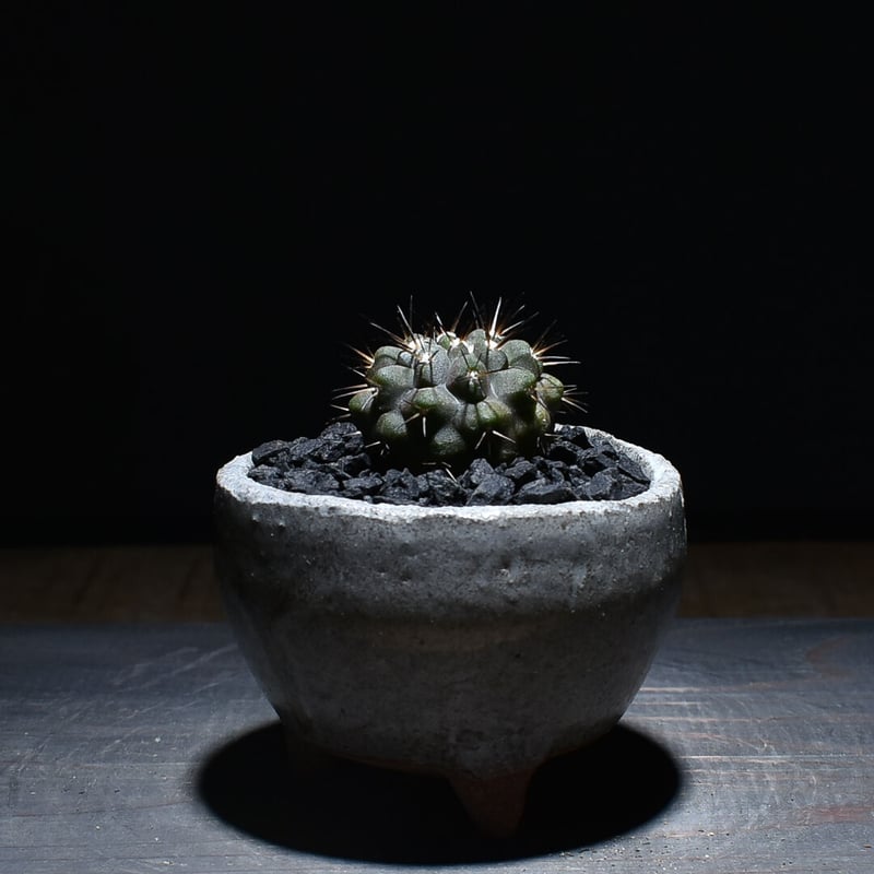 美株 黒王丸 コピアポア 台付