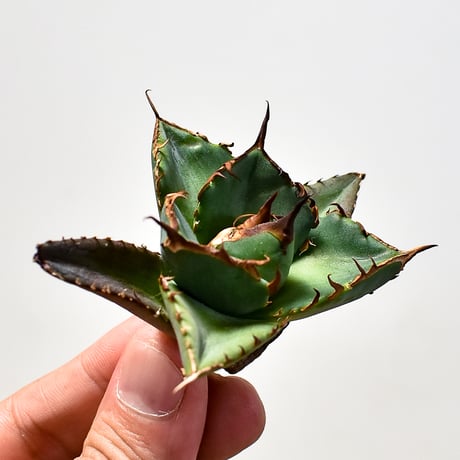 アガベ チタノタ ハデス / 黒帝斯、恐竜牙歯 【台湾 dragon agave産/TC子株/抜き苗】DG2400139(T)