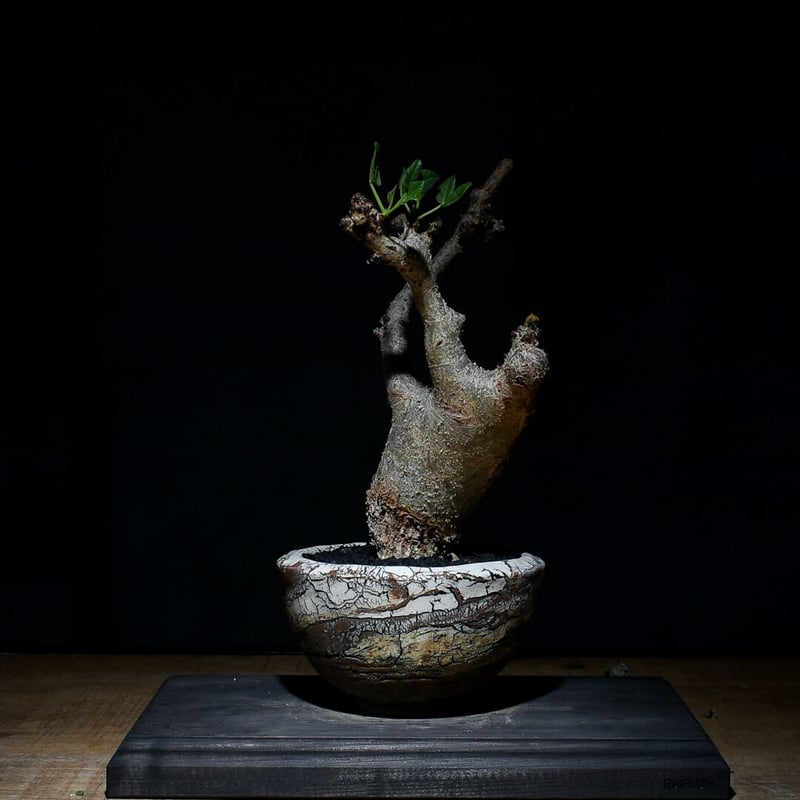 コミフォラ グイドッティ （発根済み）中株 RF22660 | RAFLUM