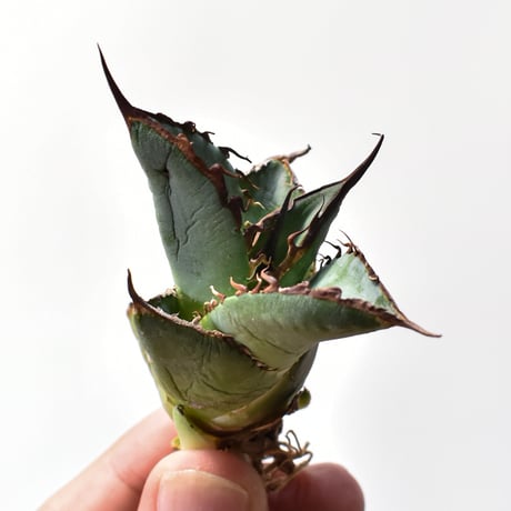 CATEGORY アガベ 実生苗 | RAFLUM / ラフラム｜東京、大阪の塊根植物