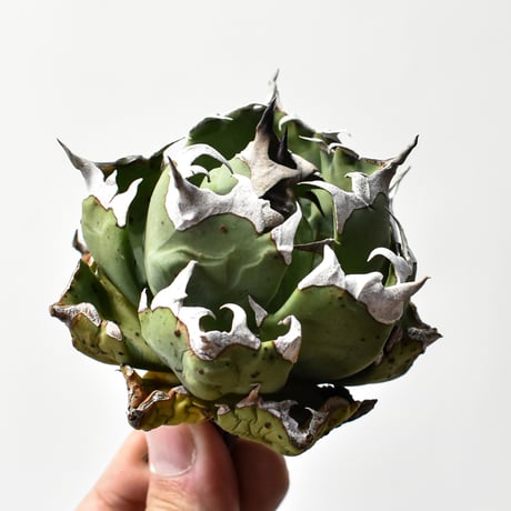 アガベ姫厳龍 | STORES