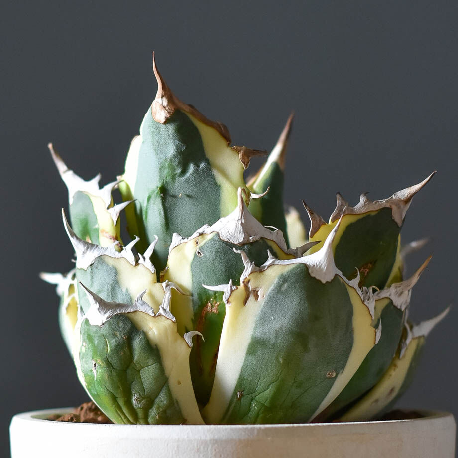 超美株！！アガベ　チタノタ　スナグルトゥース アガベ チタノタ スナグルトゥース OC株 美株 Agave titanota Snaggle