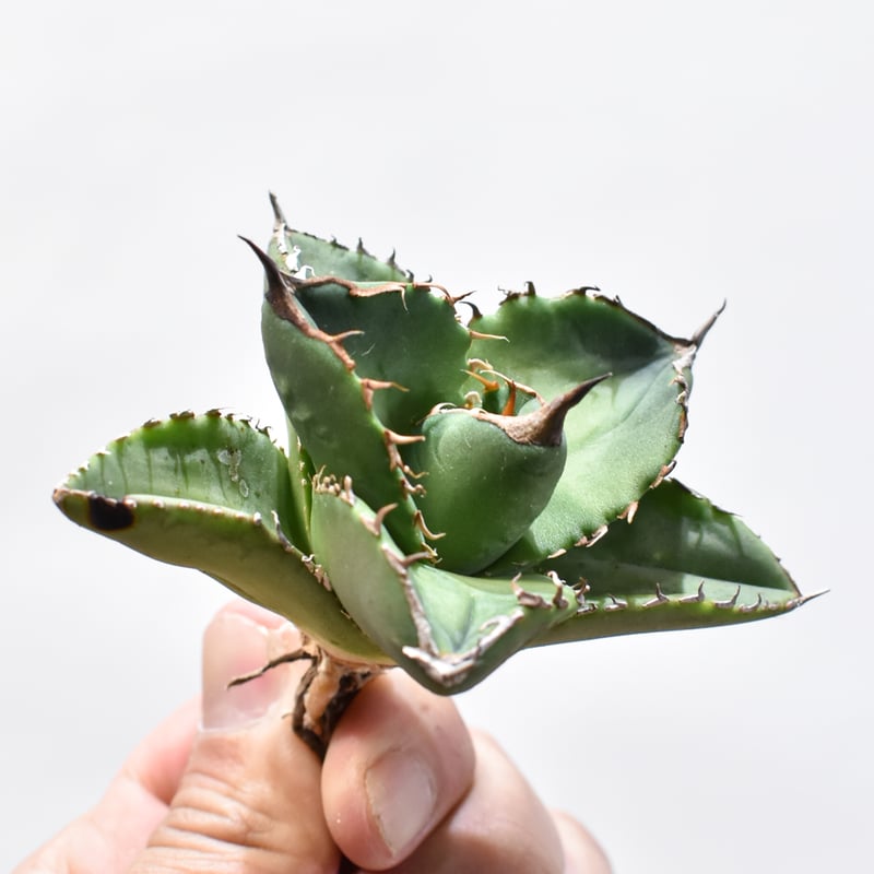 アガベ チタノタ 