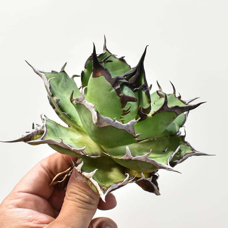 アガベ チタノタ アガベ チタノタ