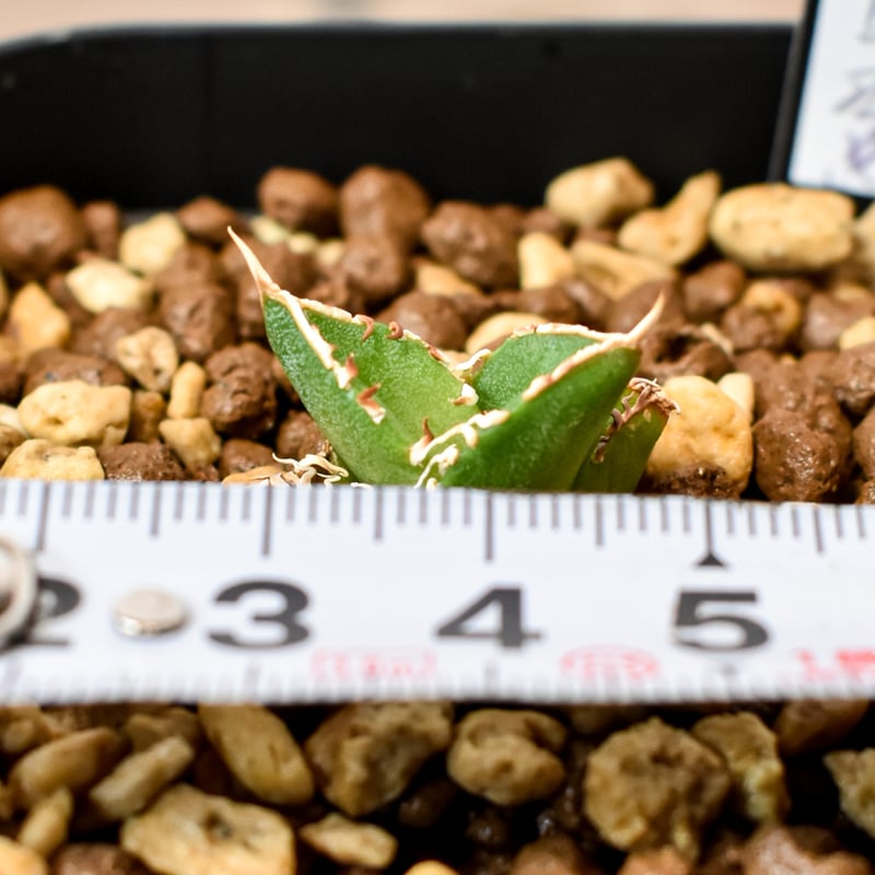 アガベ チタノタ ホオジロザメ アガベ チタノタ ホオジロザメ