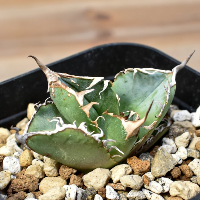 アガベ　チタノタ　国産 アガベ チタノタ DENNIS018 【台湾DENNIS産/発根済み/子株