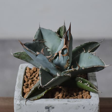 アガベ チタノタ ホワイト【白肌】RF22778