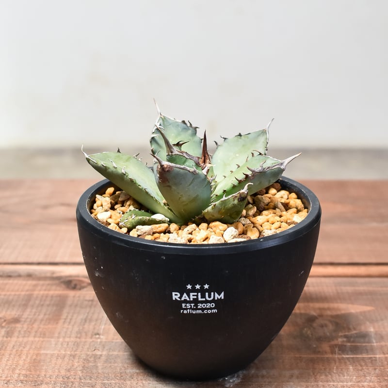 アガベ チタノタ フェニックス 