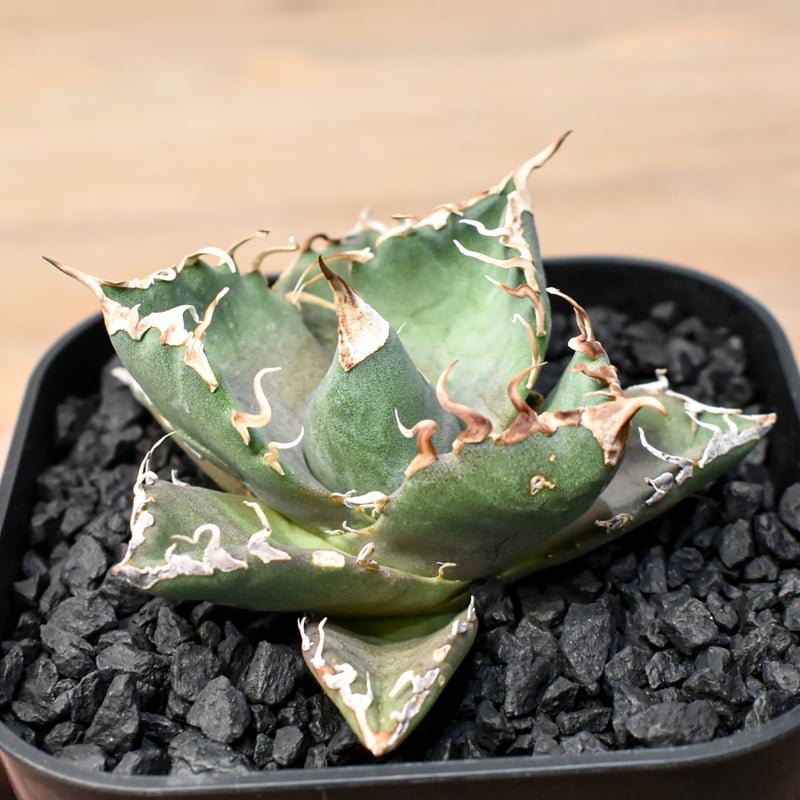 アガベ チタノタ ゼウス 