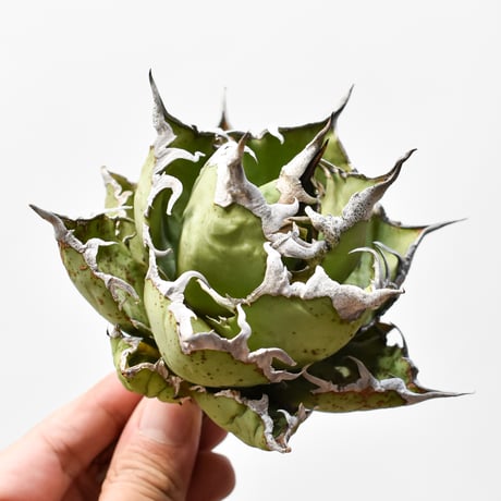 チタノタシーザー | STORES