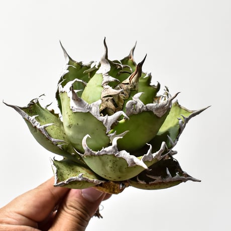 アガベ シーザー アガベ・チタノタ「凱撒（シーザー）」 3.5号鉢 | | チタノタ銘品